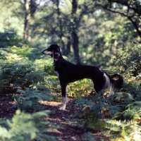Picture of a saluki from burydown in the sussex woods