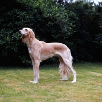 Picture of a saluki from daxlore, side view