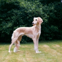 Picture of a saluki from daxlore 