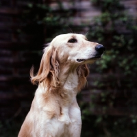 Picture of a saluki from daxlore