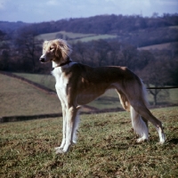 Picture of a saluki from windswift