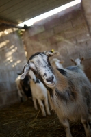 Picture of a white goat in a stable