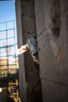 Picture of a white goat peeking out from the stable