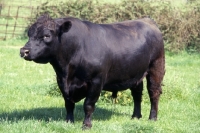 Picture of aberdeen angus bull