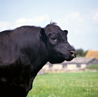 Picture of aberdeen angus bull