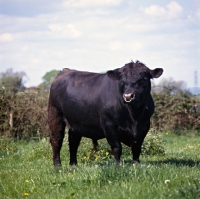 Picture of aberdeen angus bull