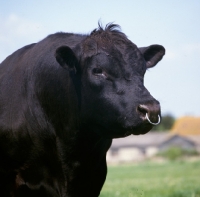 Picture of aberdeen angus bull