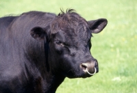 Picture of aberdeen angus
