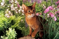 Picture of Abyssinian amongst flowers