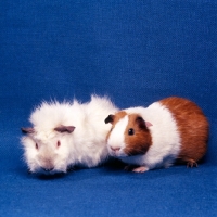 Picture of abyssinian and dutch marked guinea pig 