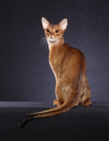 Picture of Abyssinian, back view