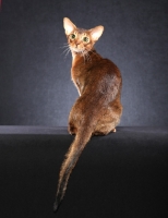 Picture of Abyssinian, back view