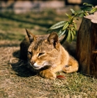 Picture of abyssinian cat, ch taishun leo,  watching with slit eyes