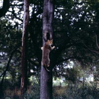 Picture of abyssinian cat climbing tree in the woods in canada