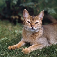 Picture of abyssinian cat from canada looking towards camera with slit eyes