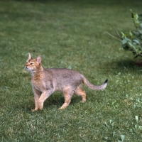 Picture of abyssinian cat from canada walking on grass