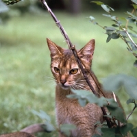 Picture of abyssinian cat in canada behind twig