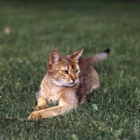 Picture of abyssinian cat lying on grass in canada
