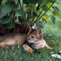 Picture of abyssinian cat, lying under bush