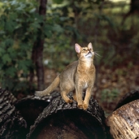 Picture of abyssinian cat on log in canada