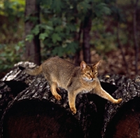 Picture of abyssinian cat on logs in canada