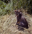 Picture of abyssinian cat, sitting, backlit