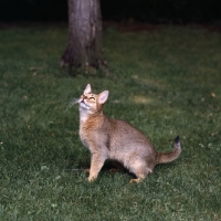 Picture of abyssinian cat, sitting on grass looking up in canada