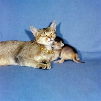 Picture of abyssinian cat snuggling up to her kitten