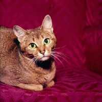 Picture of abyssinian cat studio shot, head and shoulders