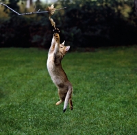 Picture of abyssinian cat trying to catch a leaf 