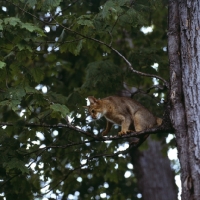Picture of abyssinian cat up a tree in canada