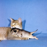 Picture of abyssinian cats, mother and kitten