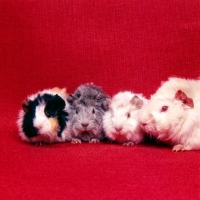 Picture of abyssinian guinea pigs, mother with new born babies