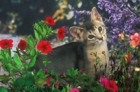 Picture of Abyssinian kitten amongst flowers