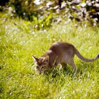 Picture of abyssinian kitten crouching in grass
