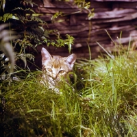 Picture of abyssinian kitten hiding behind grass