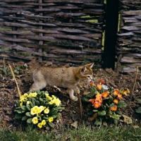 Picture of abyssinian kitten in garden with flowers