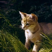 Picture of abyssinian kitten in grass with sun on face