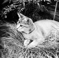 Picture of abyssinian kitten in grass 