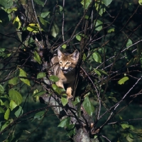 Picture of abyssinian kitten in tree, meowing