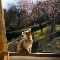 Picture of abyssinian kitten in window