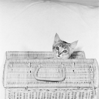 Picture of abyssinian kitten looking out of carrying basket