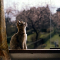 Picture of abyssinian kitten looking up, in window
