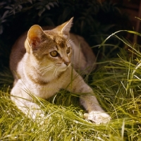 Picture of abyssinian kitten lying in grass