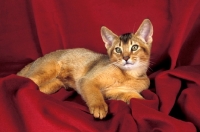 Picture of abyssinian kitten lying on red blanket