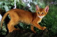 Picture of abyssinian kitten on a log
