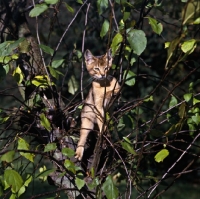Picture of abyssinian kitten on branch