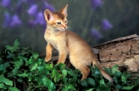 Picture of abyssinian kitten on ivy