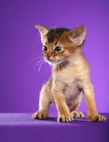 Picture of Abyssinian kitten on purple background