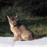 Picture of abyssinian kitten, sitting looking at camera